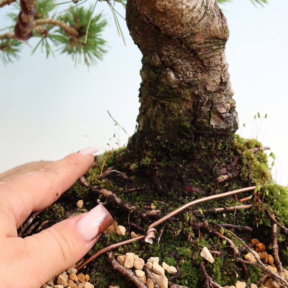 Bonsai voor buiten - Pinus mugo Humpy  - Bergden
