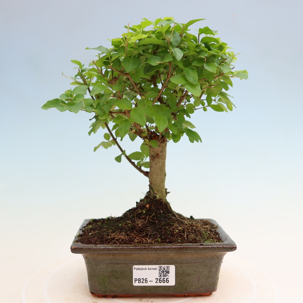 Kamerbonsai -Ligustrum chinensis - Vogelsnavel