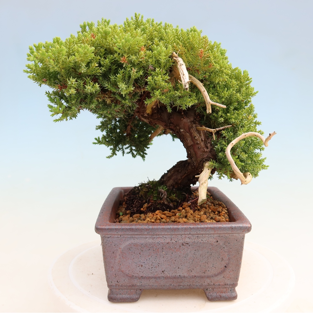 Bonsai voor buiten - Juniperus procumbens - Juniperus procumbens
