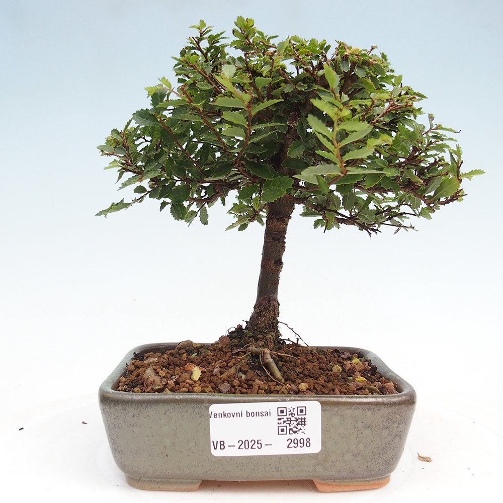 Bonsai voor buiten - Ulmus parvifolia Sagei - Kleinbladige iep