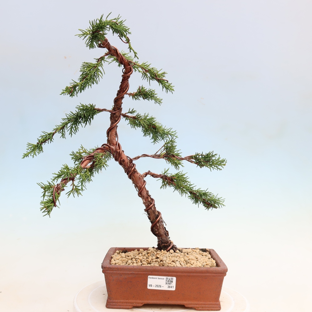 Bonsai voor buiten - Juniperus chinensis Kishu