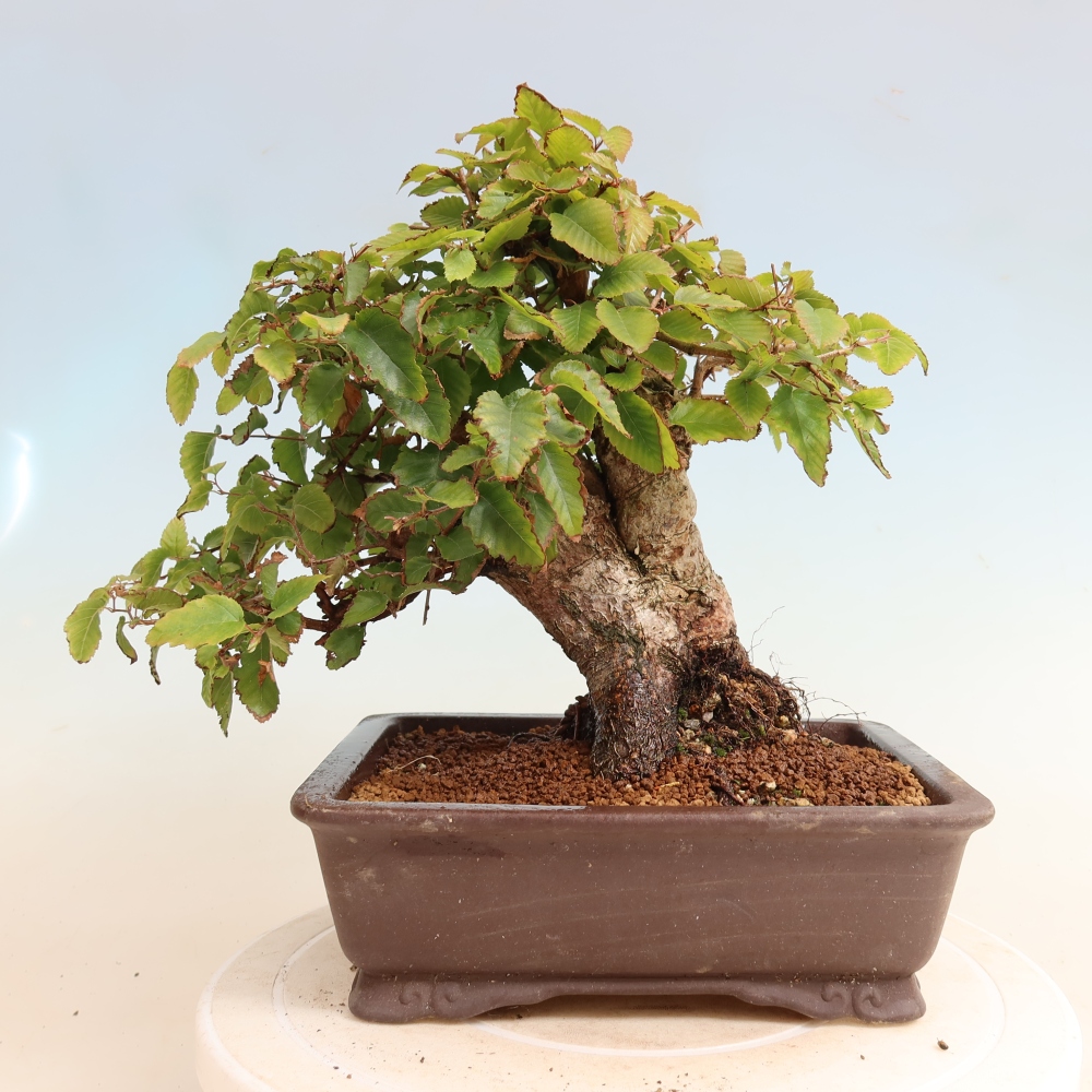 Bonsai voor buiten -Carpinus CARPINOIDES - Koreaanse haagbeuk