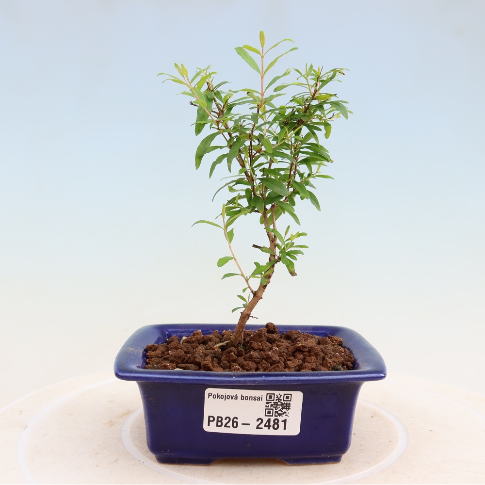 Kamerbonsai-PUNICA granatum nana-Granaatappel