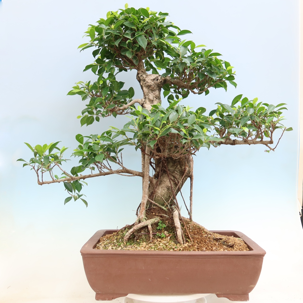 Kamerbonsai - Ficus kimmen - kleinbladige ficus