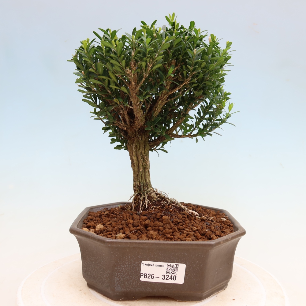Kamerbonsai - Buxus harlandii - kurk buxus