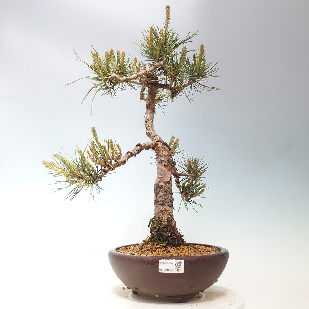 Bonsai voor buiten - Pinus Sylvestris Watererri - grove den