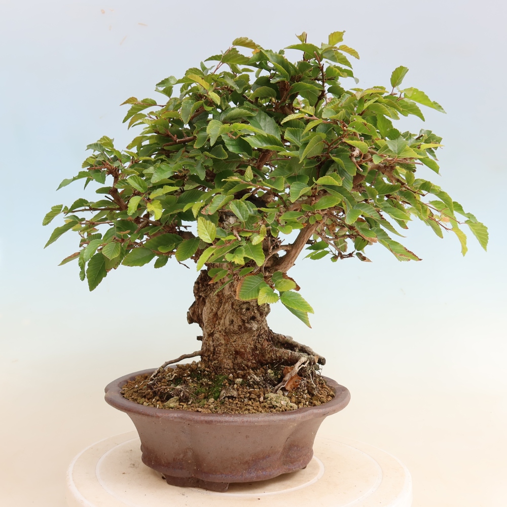 Bonsai voor buiten -Carpinus CARPINOIDES - Koreaanse haagbeuk