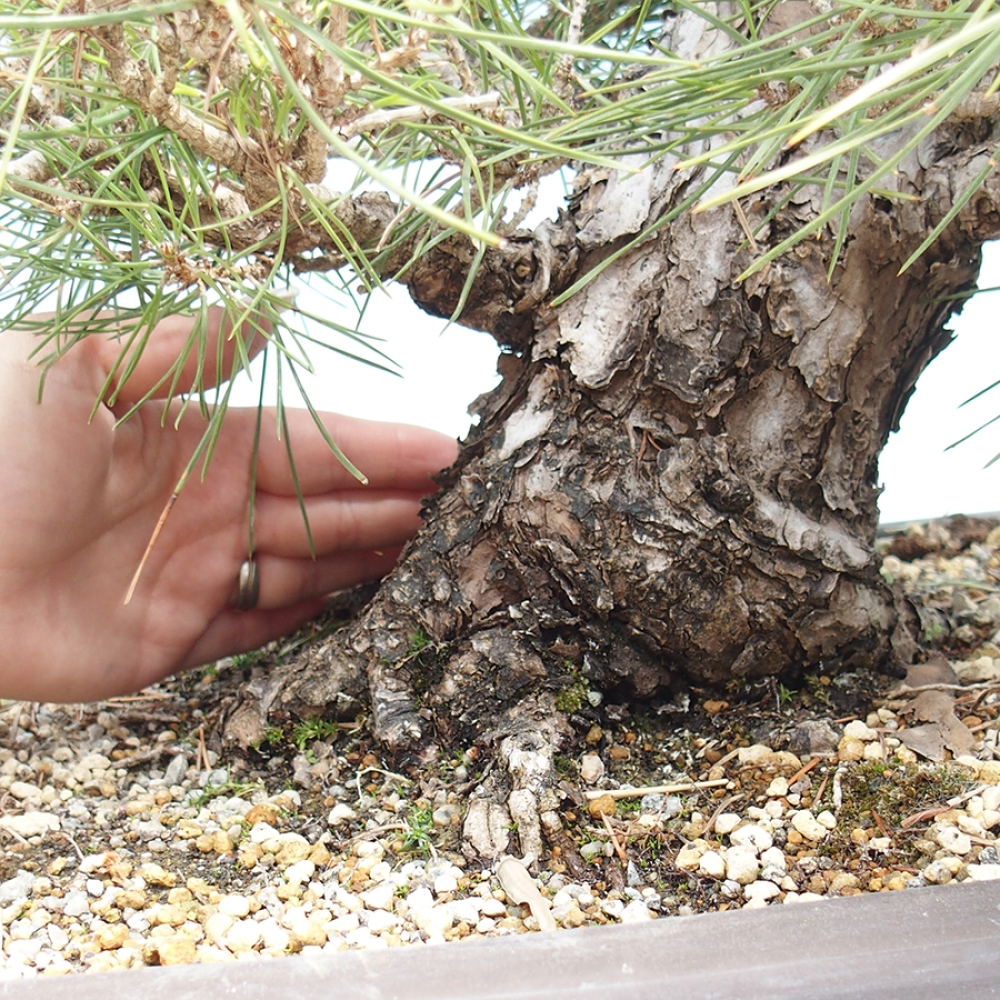 Bonsai voor buiten - Pinus thunbergii - Thunberg den