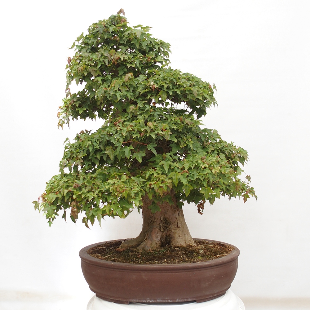 Bonsai voor buiten - Acer Buergerianum - Burgeresdoorn