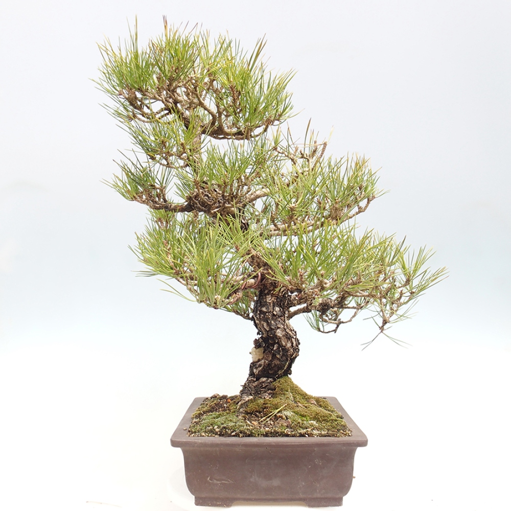 Bonsai voor buiten - Pinus thunbergii - Thunberg den