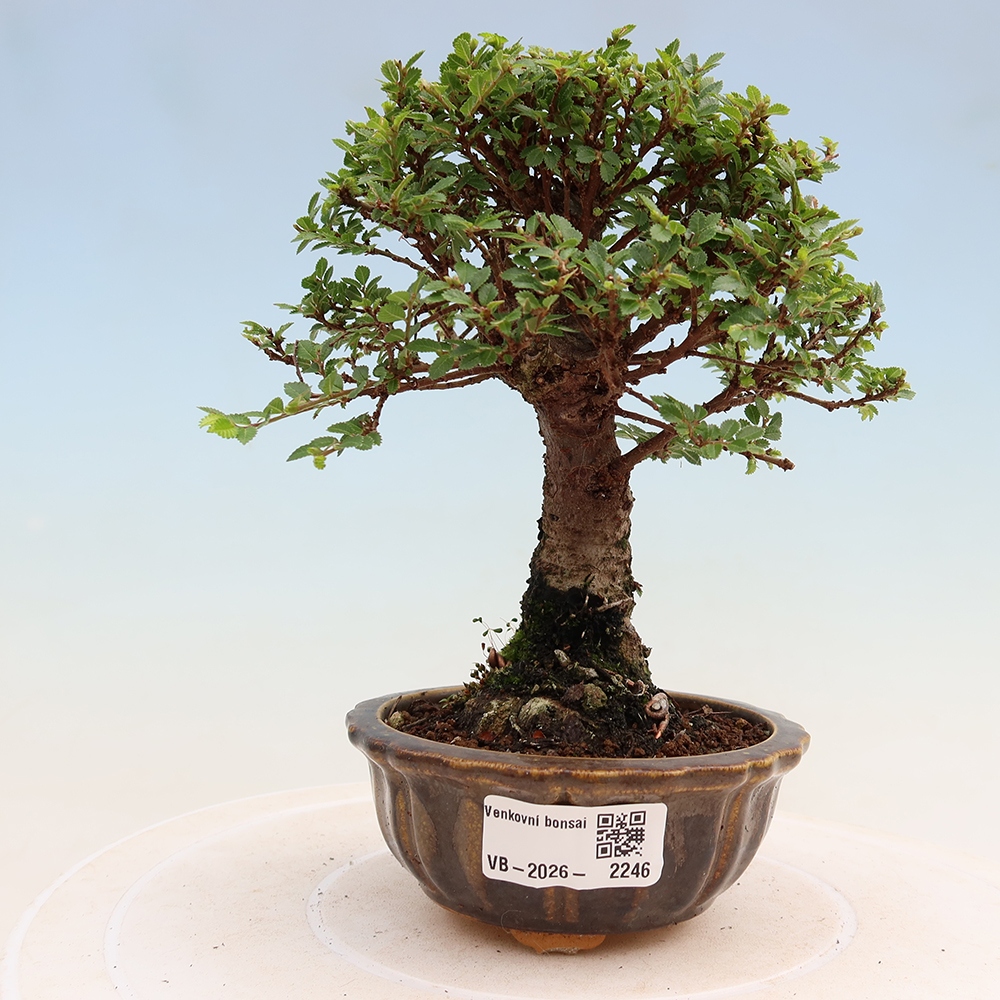Bonsai voor buiten - Ulmus parvifolia Sagei - Kleinbladige iep