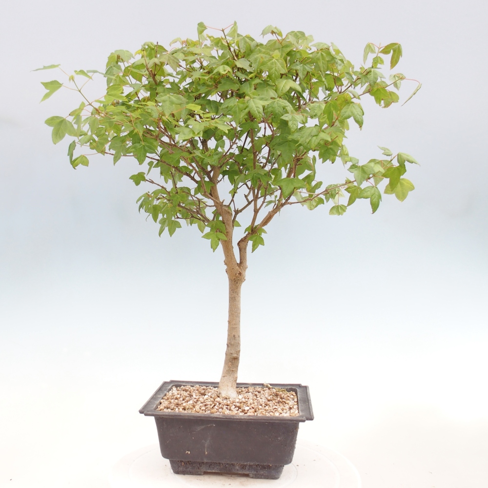 Bonsai voor buiten - Acer Buergerianum - Burgeresdoorn