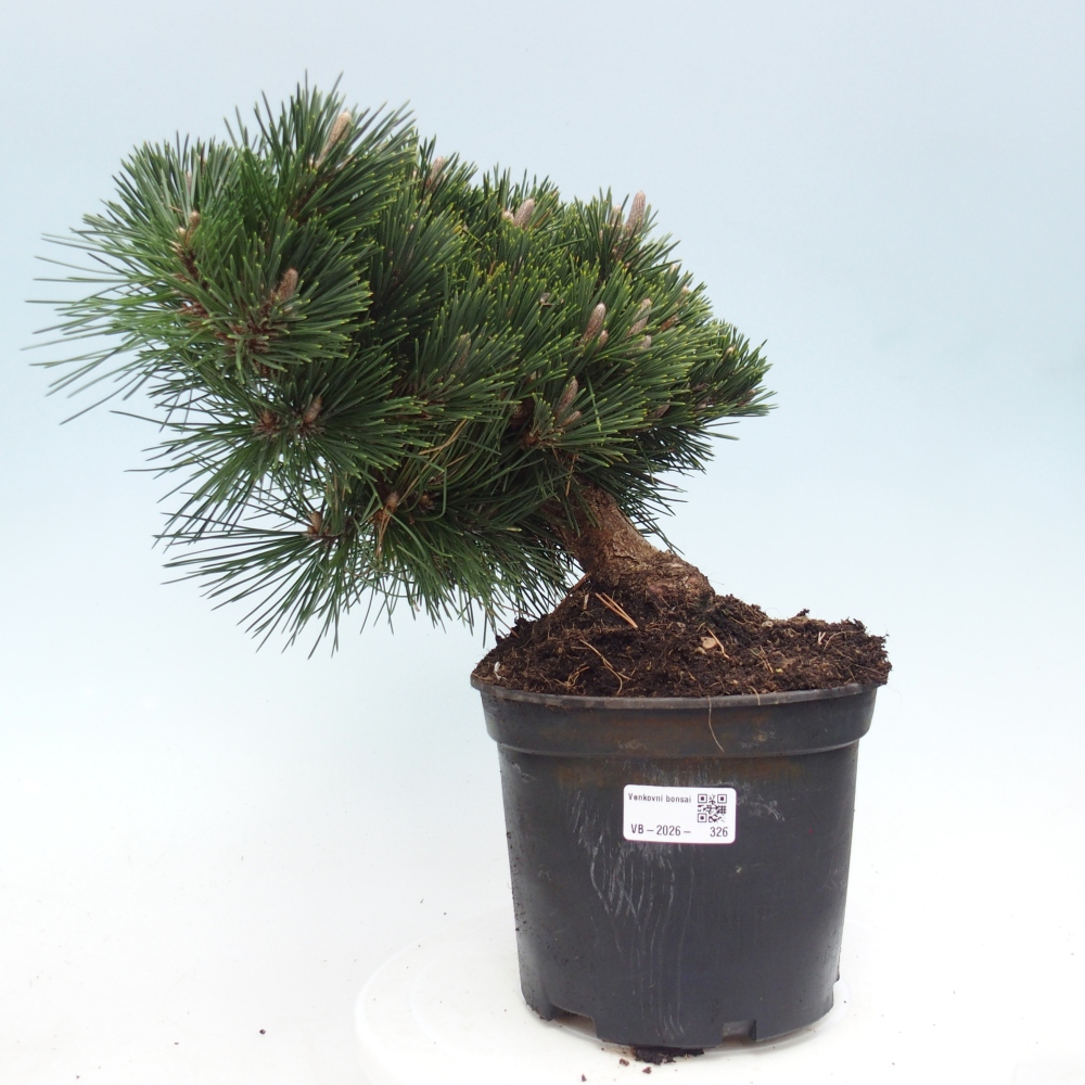 Bonsai voor buiten - Pinus thunbergii senjyumaru - Thunberg den