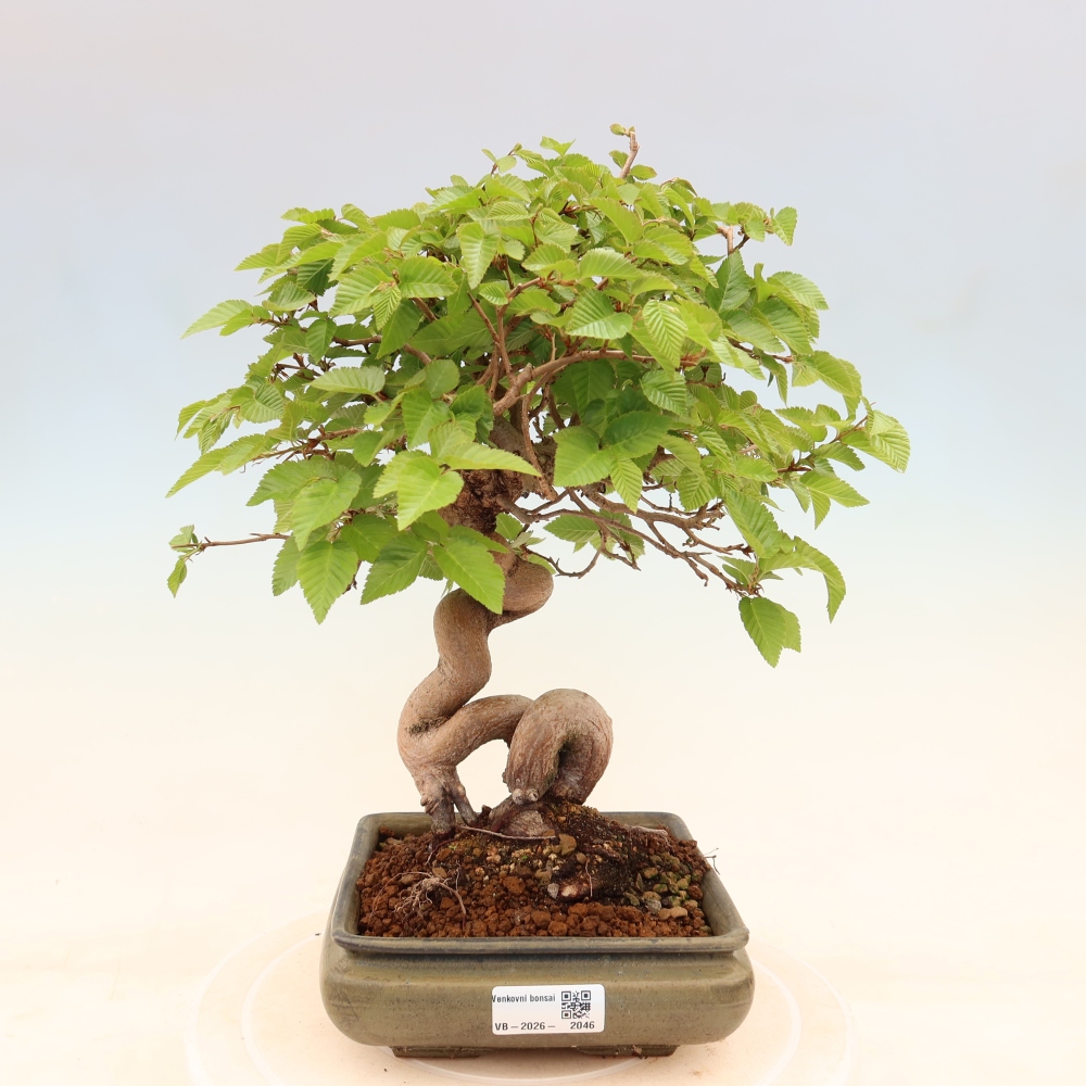 Bonsai voor buiten -Carpinus Coreana - Koreaanse haagbeuk