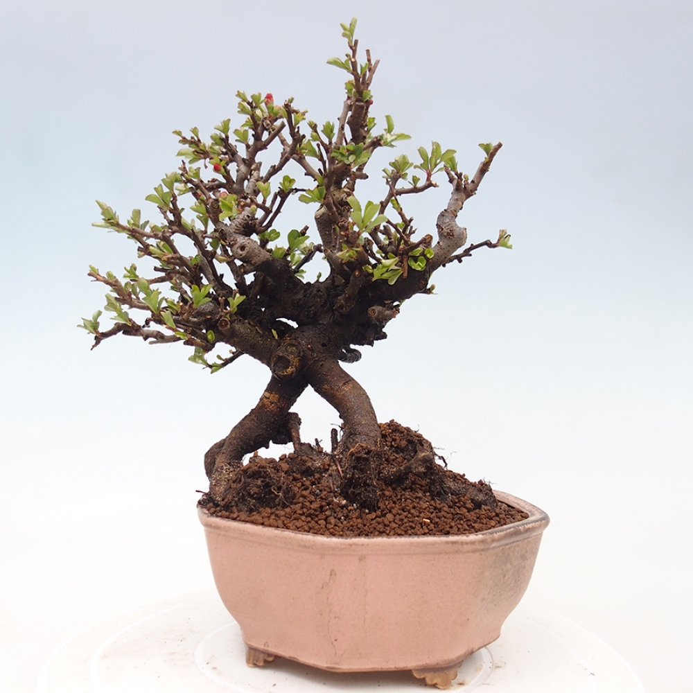 Bonsai voor buiten - Chaneomeles speciosa - Kweepeer