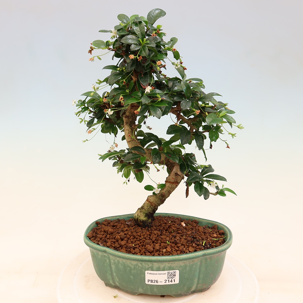 Kamerbonsai - Carmona macrophylla - Thee fuki