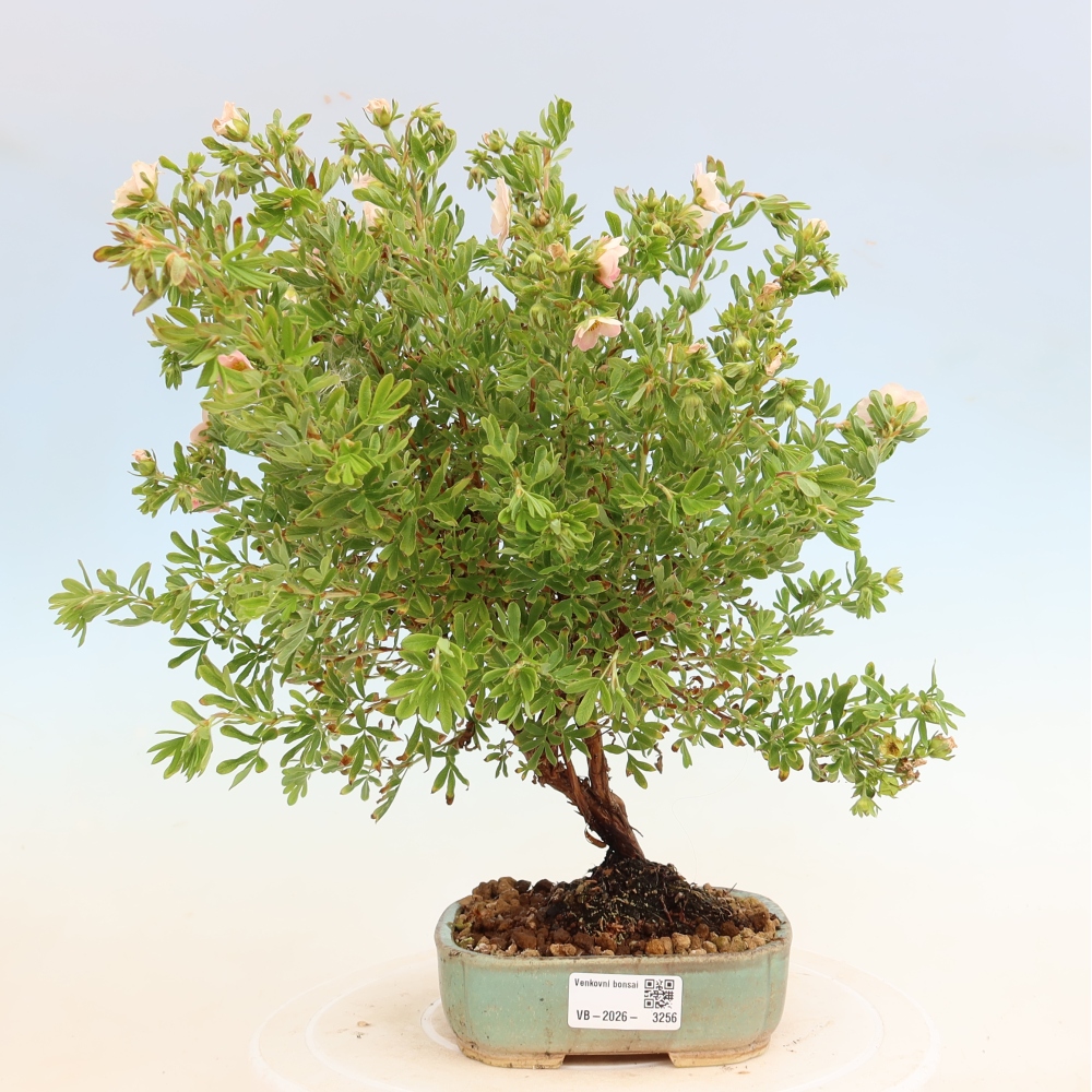 Buitenbonsai – Struikachtige potentilla – Potentilla fruticosa Bellissima