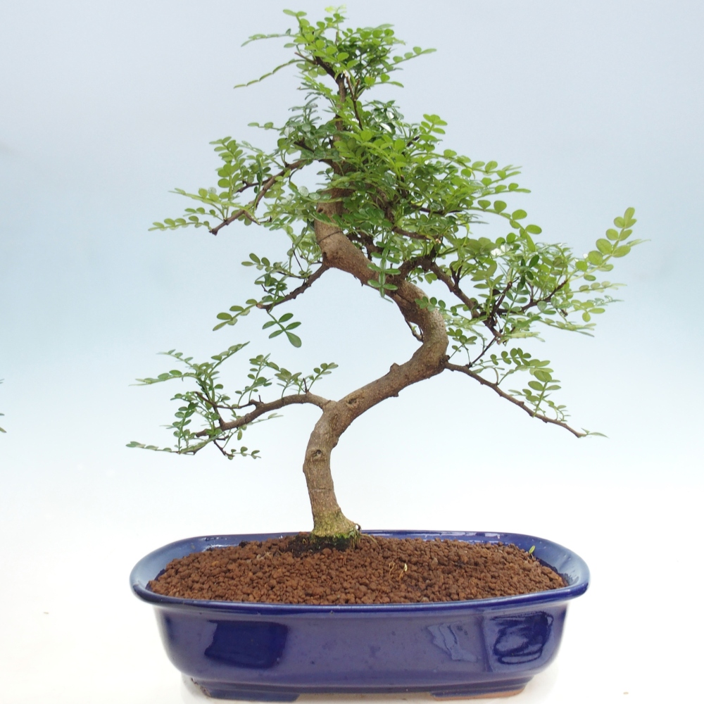 Kamerbonsai - Zantoxylum piperitum - peperboom