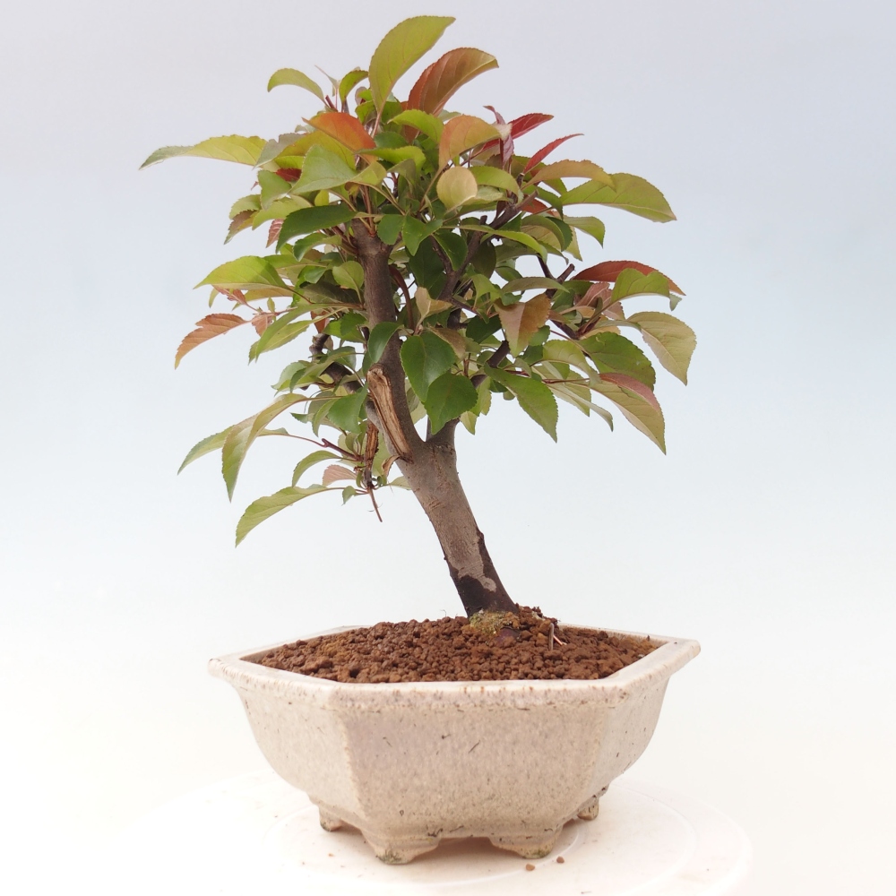 Bonsai voor buiten -Malus domestica - Roodbladige appelboom met kleine vruchten