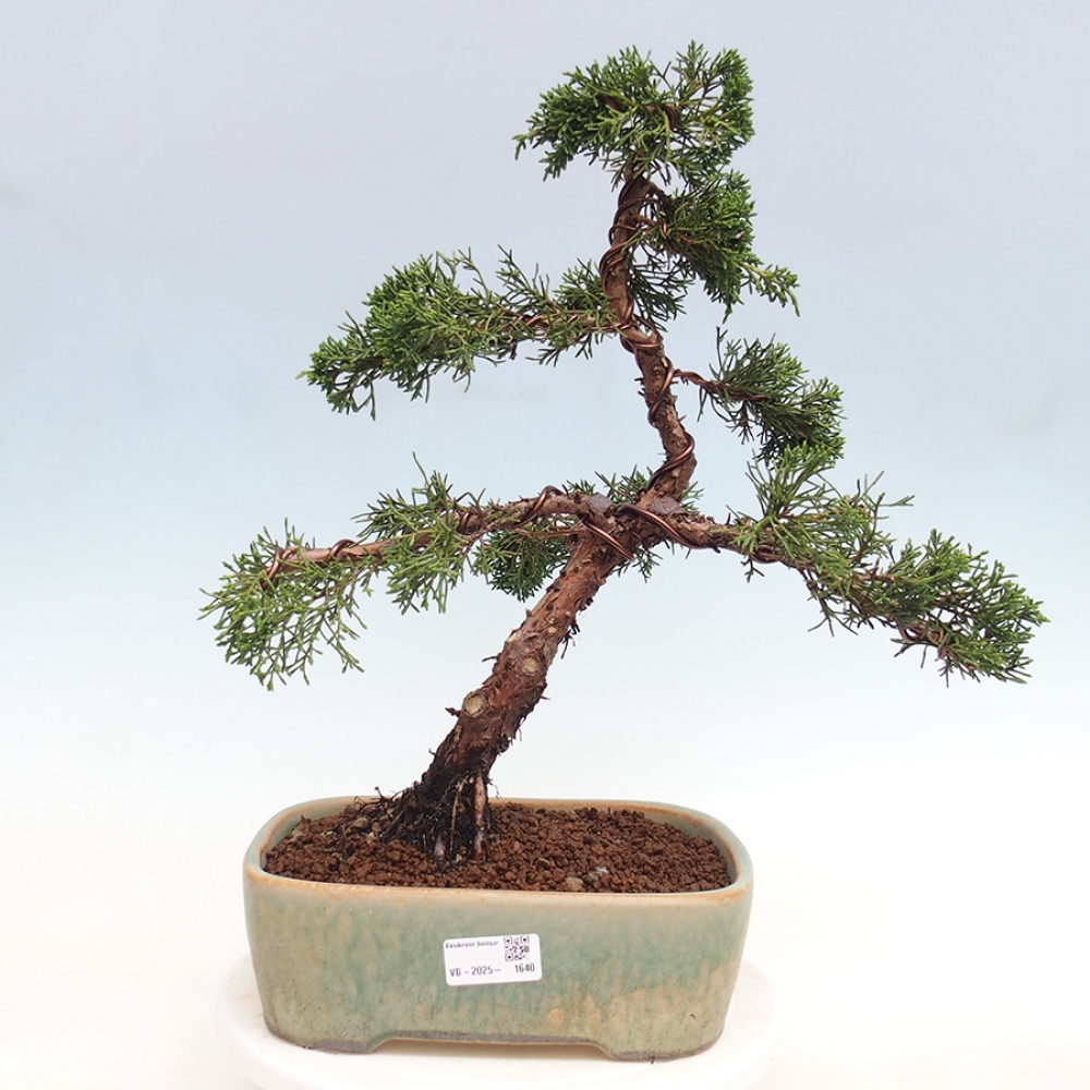 Bonsai voor buiten - Juniperus chinensis Kishu
