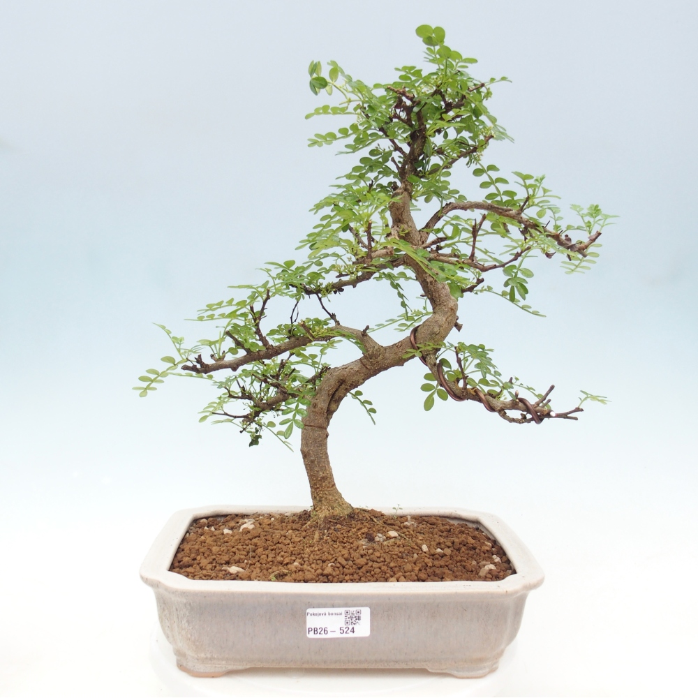 Kamerbonsai - Zantoxylum piperitum - peperboom