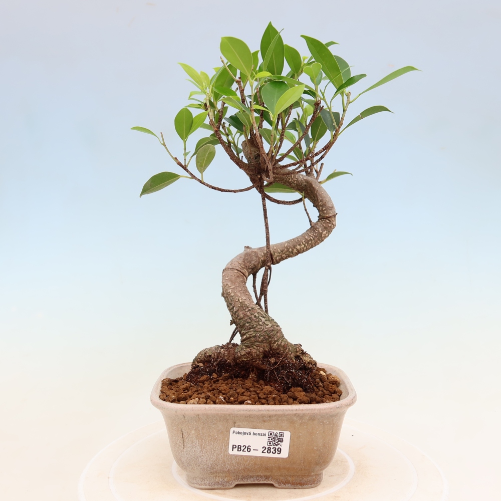 Kamerbonsai - Ficus kimmen - kleinbladige ficus