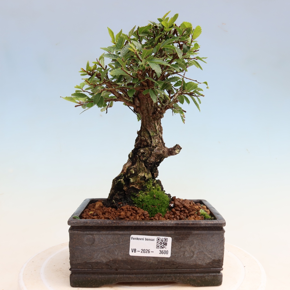 Bonsai voor buiten - Zelkova - Zelkova NIRE