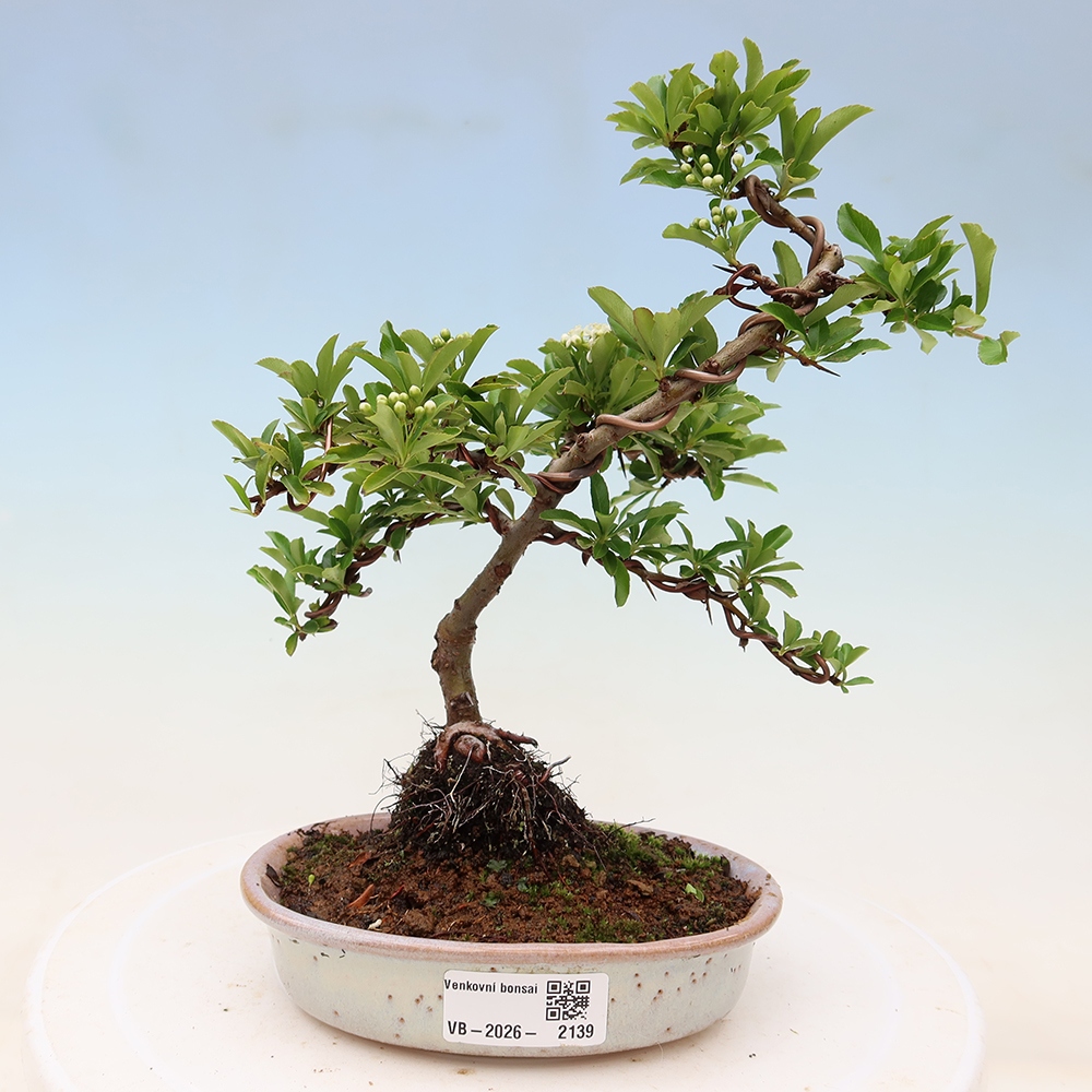 Buitenbonsai - Pyracantha teton - Vuurdoorn