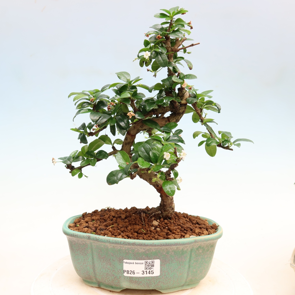 Kamerbonsai - Carmona macrophylla - Thee fuki