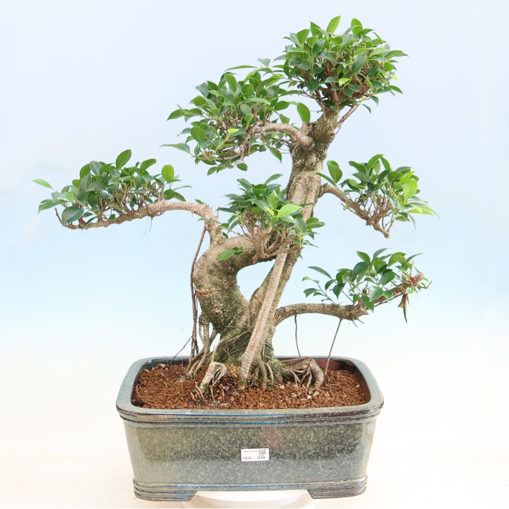 Kamerbonsai - Ficus kimmen - kleinbladige ficus