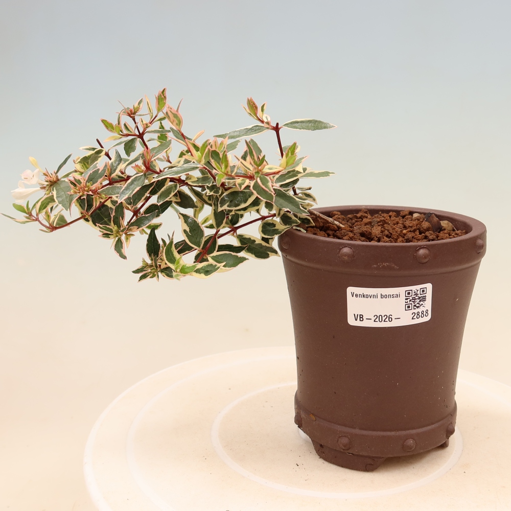 Buitenbonsai - Abelia gr. Confetti - Grootbloemige abelia