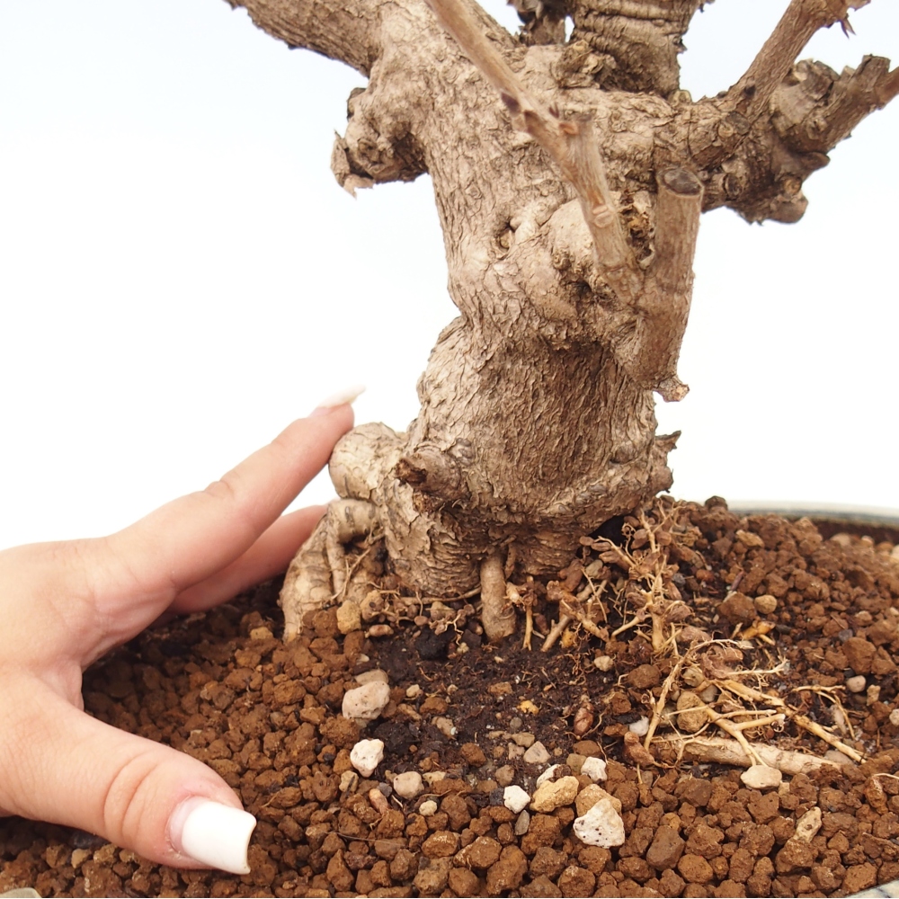 Bonsai voor buiten - Vistaria - Wisteria