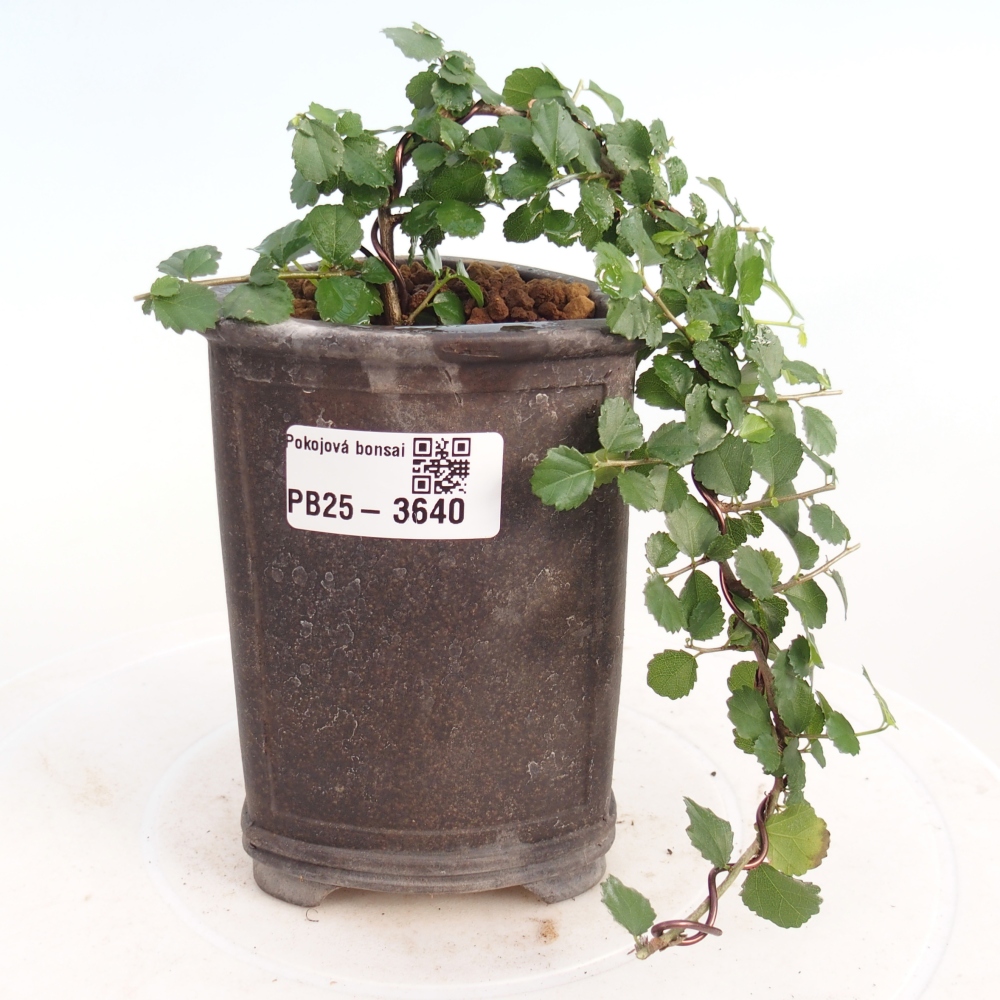 Kamerbonsai - Grewia sp. - Grewia malafolia