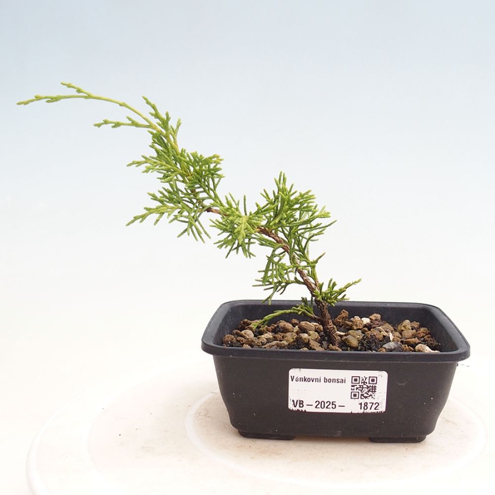 Bonsai voor buiten - Juniperus chinensis Itoigawa