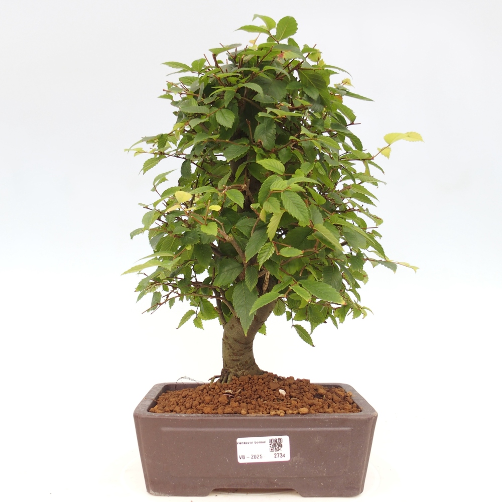 Bonsai voor buiten - Zelkova - Zelkova NIRE