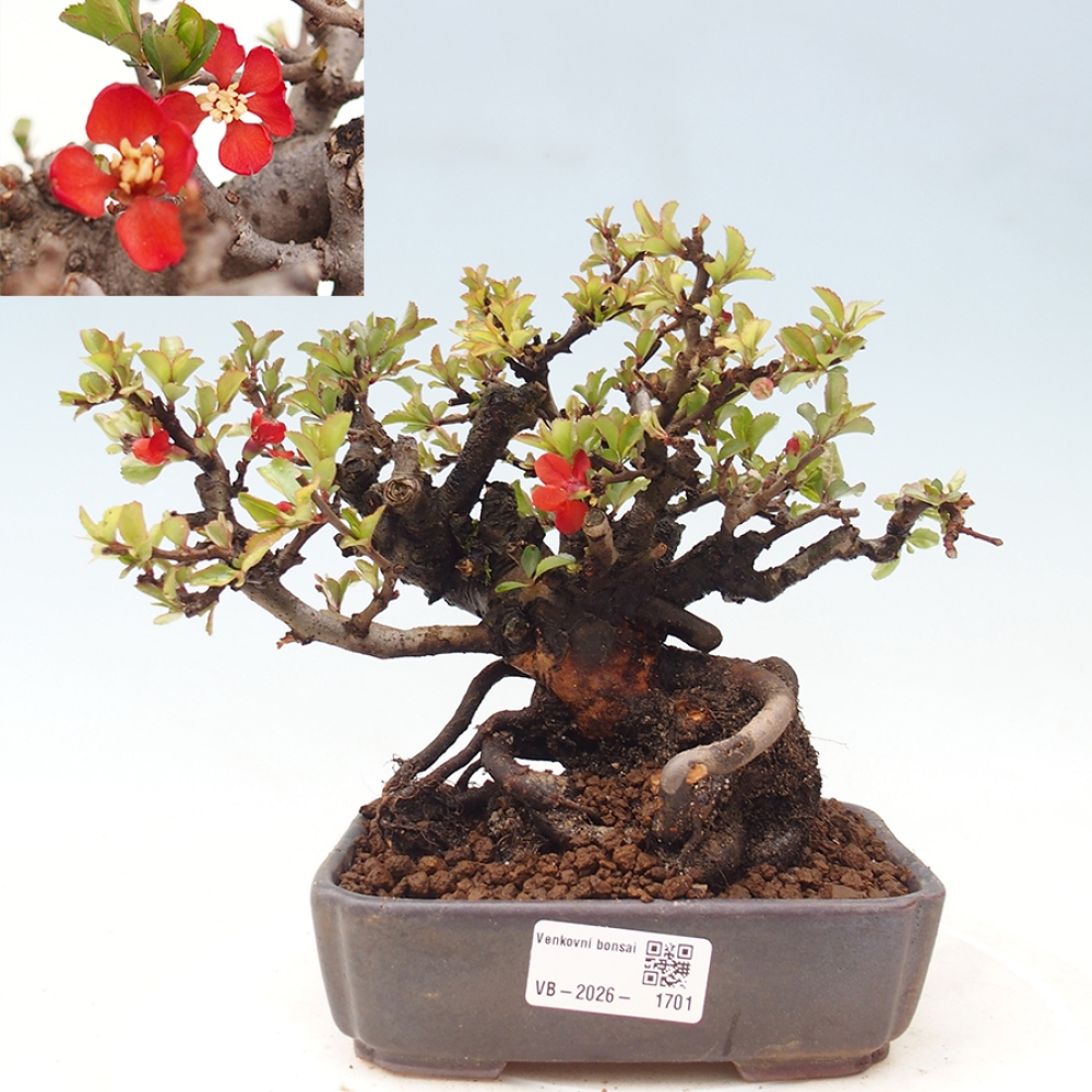 Bonsai voor buiten - Chaneomeles speciosa - Kweepeer