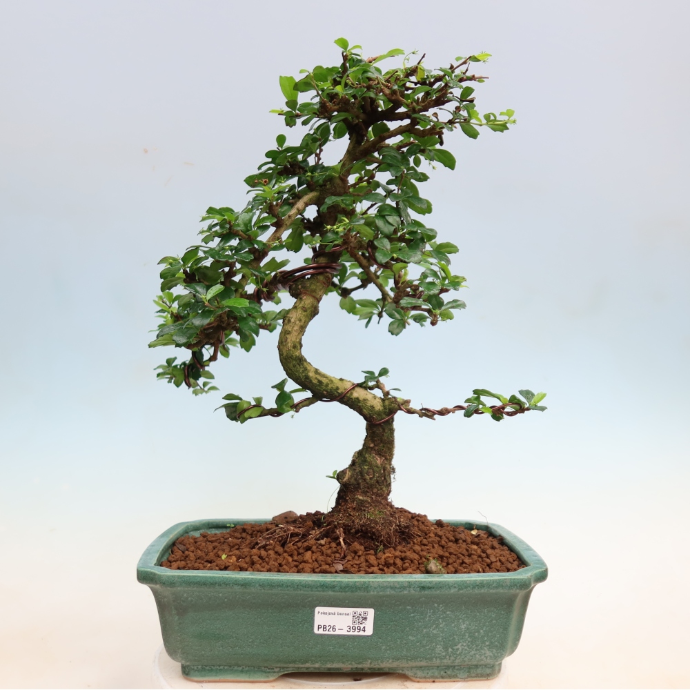 Kamerbonsai - Carmona macrophylla - Thee fuki