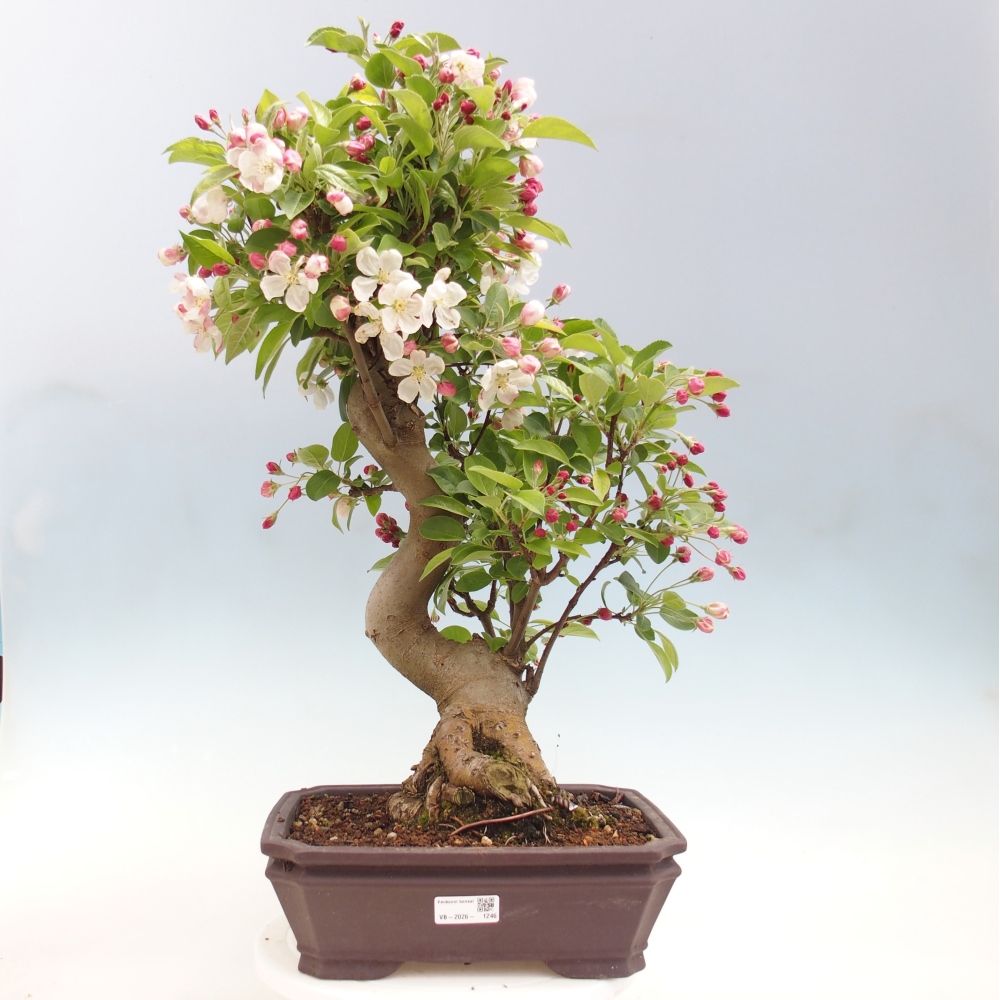 Bonsai voor buiten -Malus halliana - Appelboom met kleine vruchten