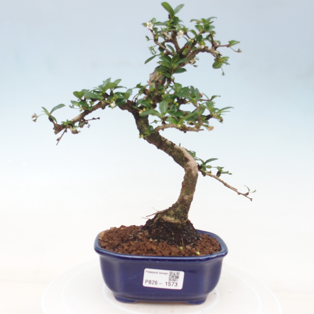 Kamerbonsai - Carmona macrophylla - Thee fuki