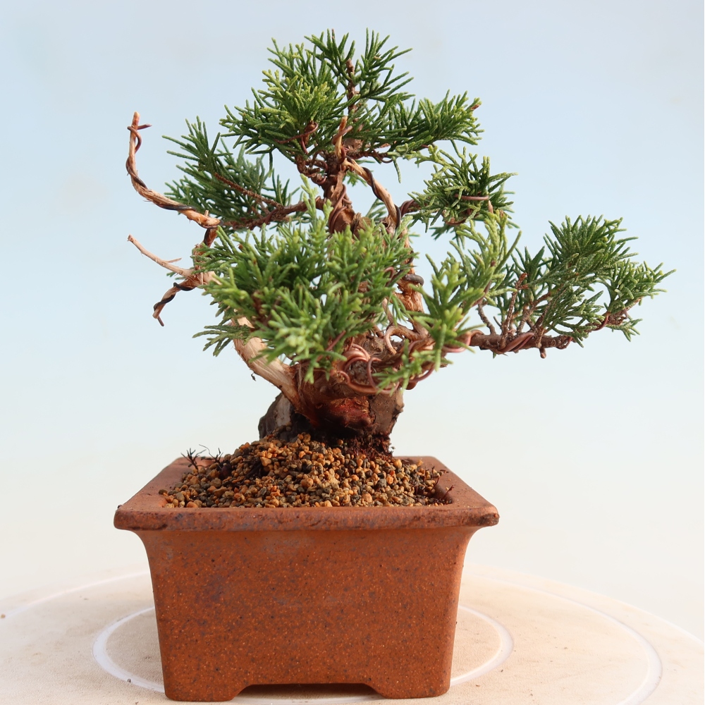 Bonsai voor buiten - Juniperus chinensis Itoigawa
