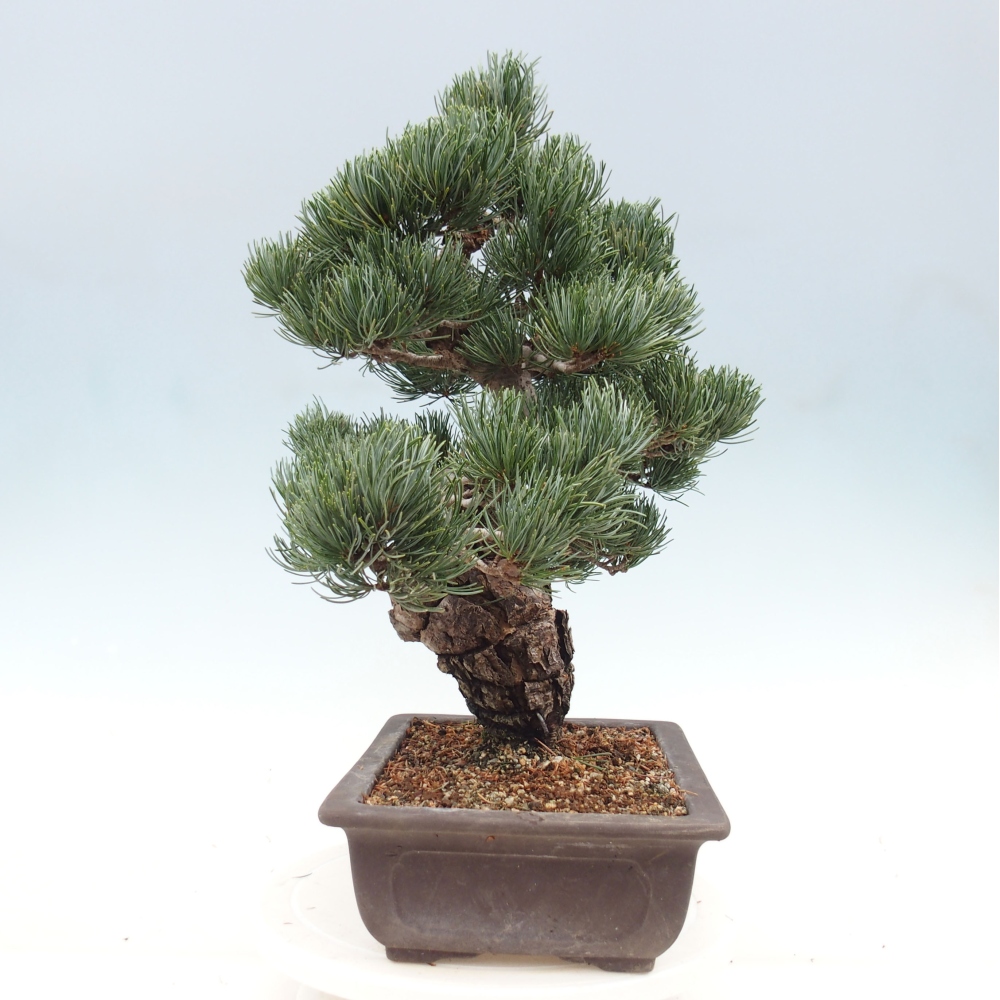 Bonsai voor buiten - Pinus parviflora - Pinus parviflora