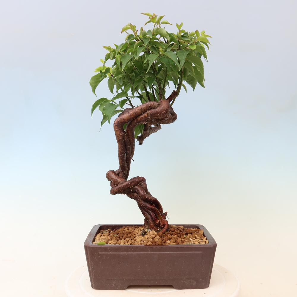 Bonsai voor buiten – Japanse abrikoos – Prunus Mume