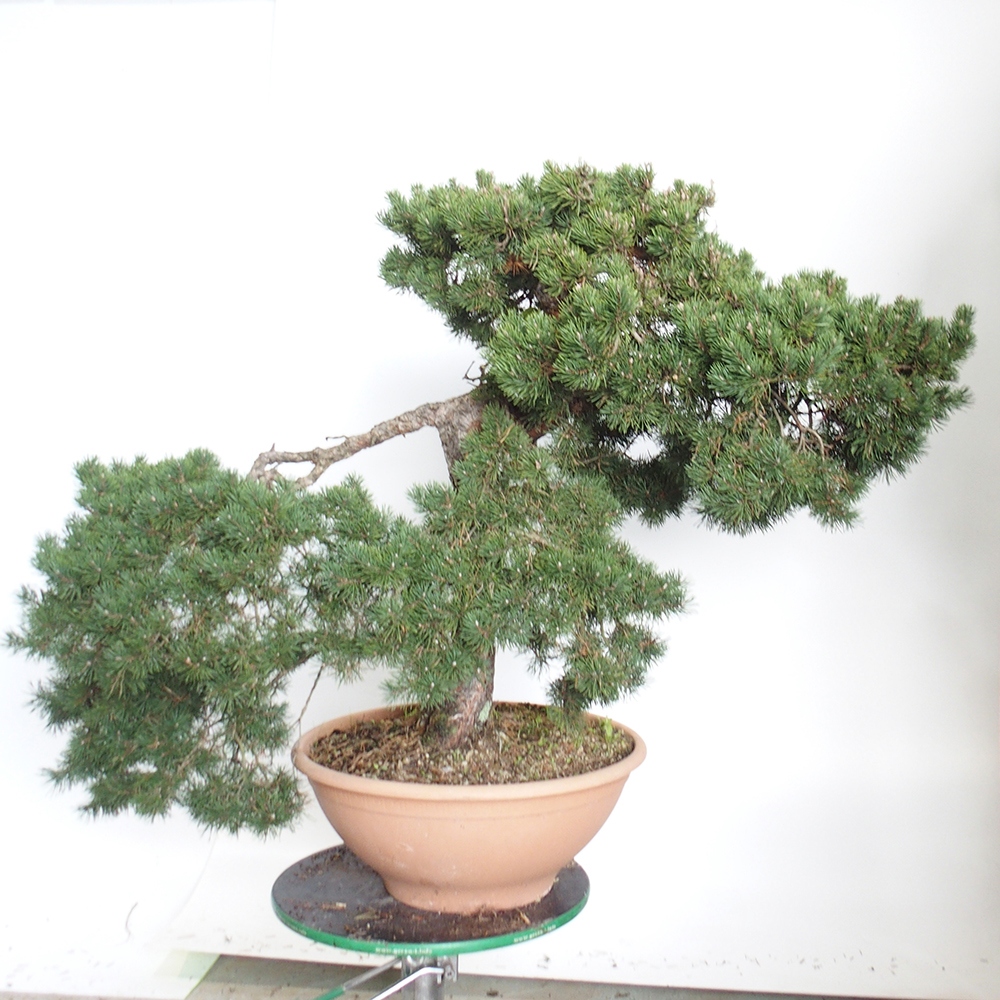 Yamadori - Pinus sylvestris Spanje