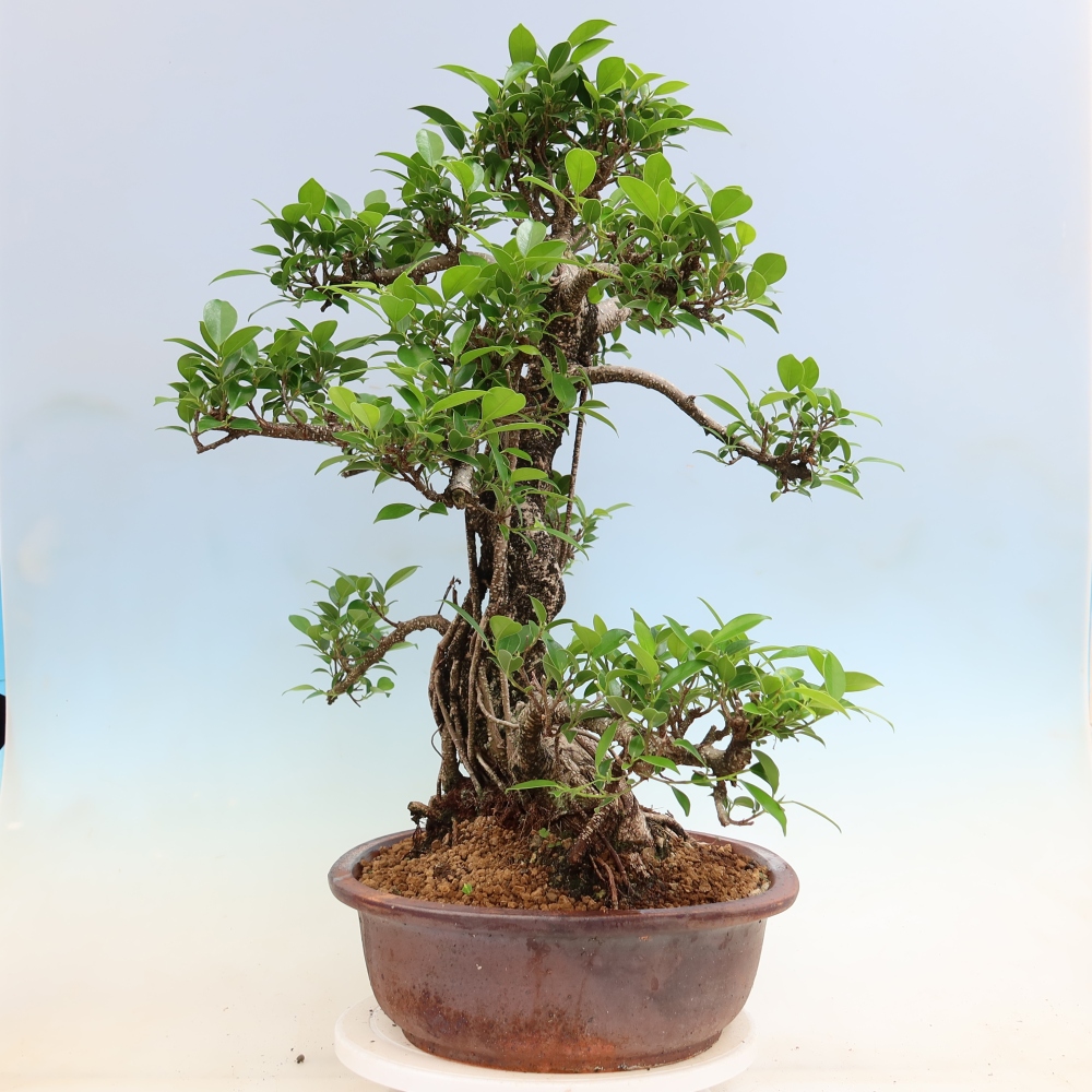 Kamerbonsai - Ficus kimmen - kleinbladige ficus