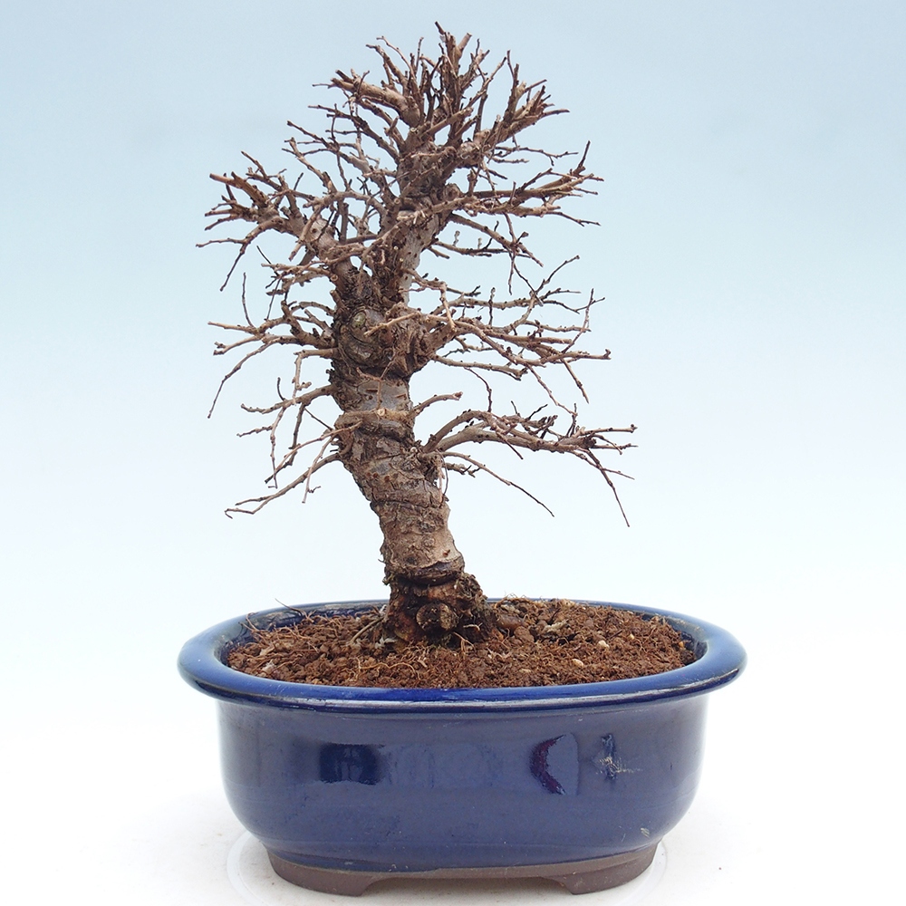 Bonsai voor buiten - Zelkova - Zelkova NIRE