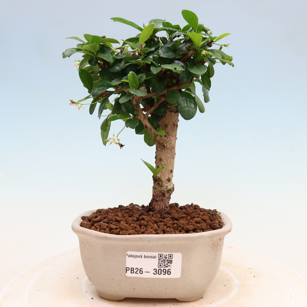Kamerbonsai - Carmona macrophylla - Thee fuki