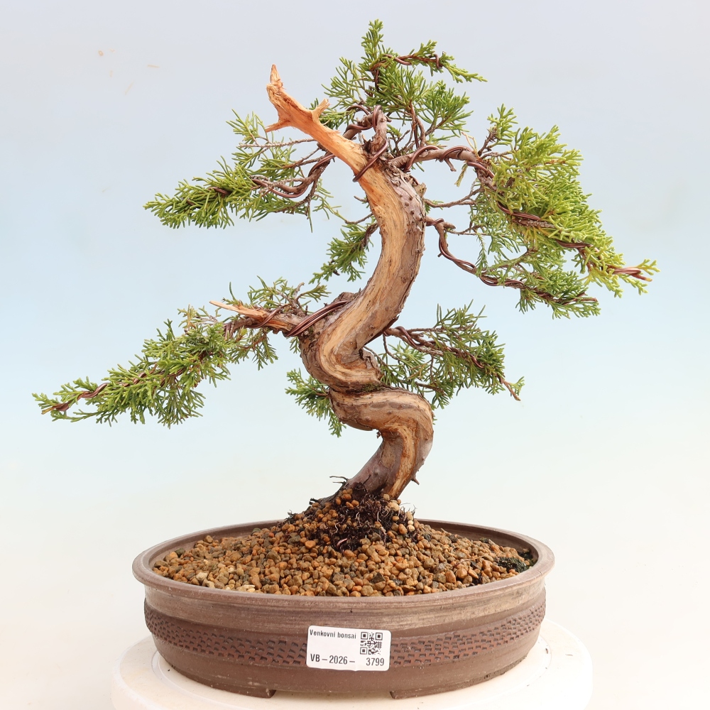 Bonsai voor buiten - Juniperus chinensis Itoigawa-Juniperus chinensis