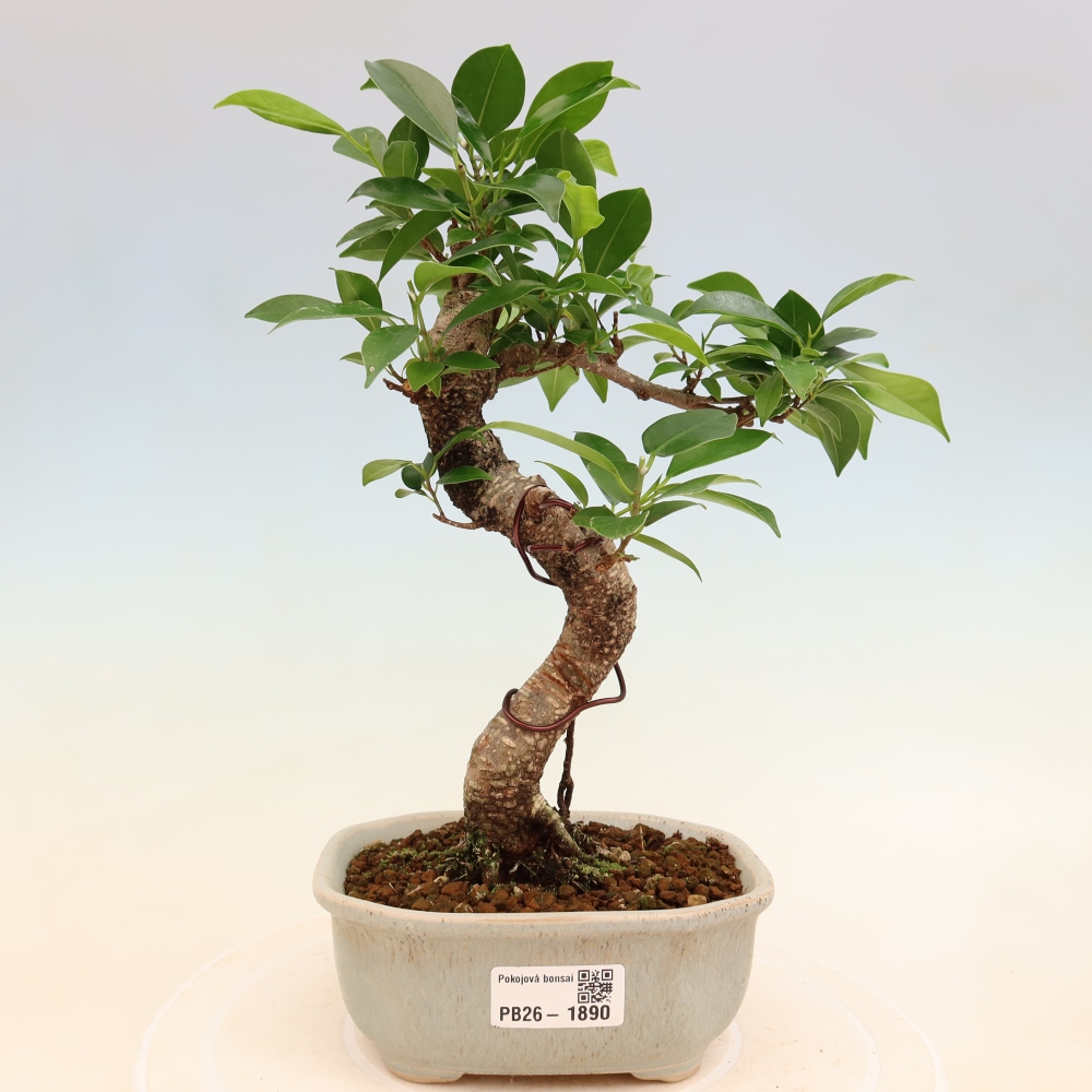 Kamerbonsai - Ficus retusa - kleinbladige ficus