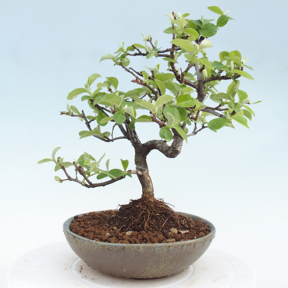 Bonsai voor buiten - Chaneomeles chinensis