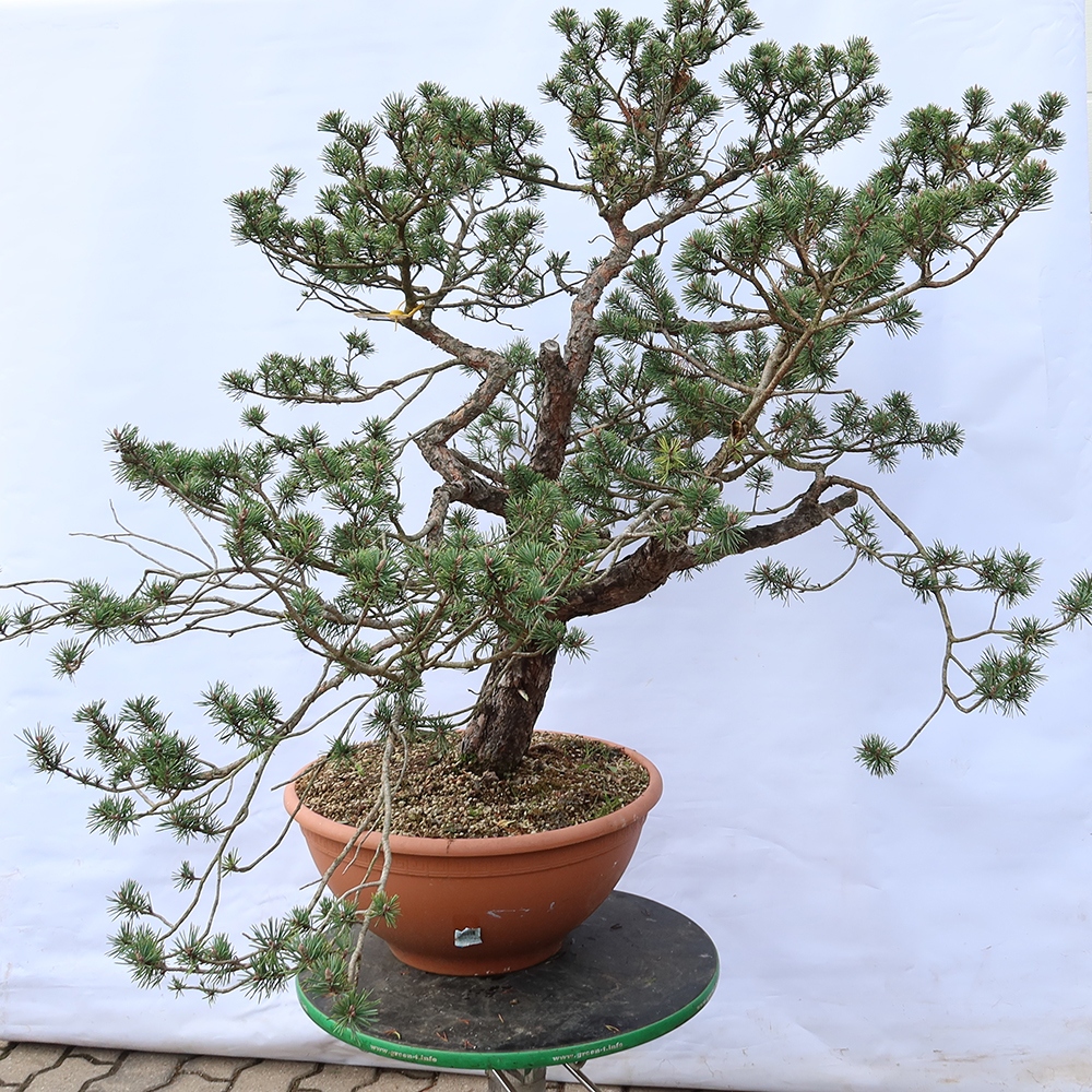 Pinus sylvestris Spanje - grove den